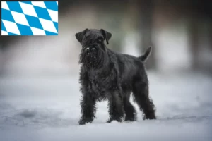 Mehr über den Artikel erfahren Schnauzer Züchter und Welpen in Bayern