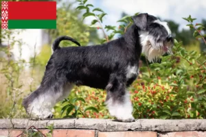 Mehr über den Artikel erfahren Schnauzer Züchter und Welpen in Belarus