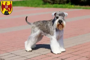 Mehr über den Artikel erfahren Schnauzer Züchter und Welpen im Burgenland