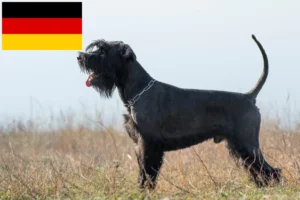 Mehr über den Artikel erfahren Schnauzer Züchter und Welpen in Deutschland