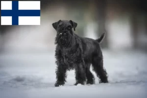 Mehr über den Artikel erfahren Schnauzer Züchter und Welpen in Finnland