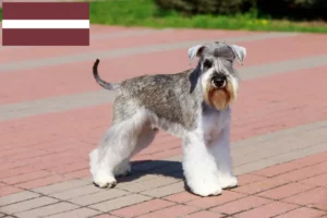 Mehr über den Artikel erfahren Schnauzer Züchter und Welpen in Lettland