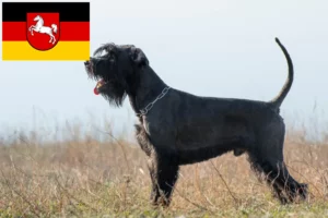 Mehr über den Artikel erfahren Schnauzer Züchter und Welpen in Niedersachsen