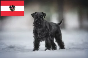 Mehr über den Artikel erfahren Schnauzer Züchter und Welpen in Österreich