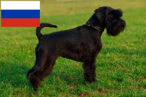 Mehr über den Artikel erfahren Schnauzer Züchter und Welpen in Russland