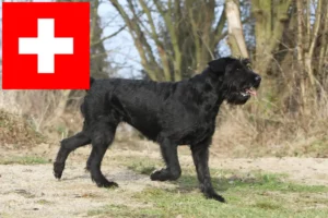 Mehr über den Artikel erfahren Schnauzer Züchter und Welpen in der Schweiz