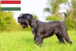 Mehr über den Artikel erfahren Schnauzer Züchter und Welpen in Ungarn