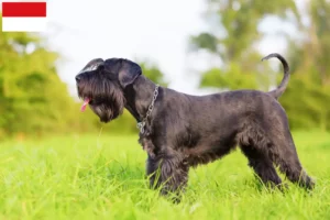 Mehr über den Artikel erfahren Schnauzer Züchter und Welpen in Wien