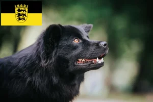 Mehr über den Artikel erfahren Schwedischer Lapphund Züchter und Welpen in Baden-Württemberg