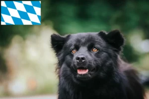 Mehr über den Artikel erfahren Schwedischer Lapphund Züchter und Welpen in Bayern