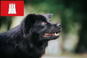 Mehr über den Artikel erfahren Schwedischer Lapphund Züchter und Welpen in Hamburg