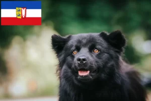 Mehr über den Artikel erfahren Schwedischer Lapphund Züchter und Welpen in Schleswig-Holstein