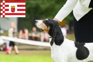 Mehr über den Artikel erfahren Schweizer Laufhund Züchter und Welpen in Bremen