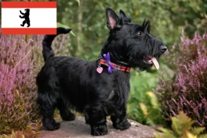 Mehr über den Artikel erfahren Scottish Terrier Züchter und Welpen in Berlin