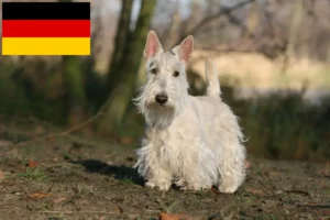 Mehr über den Artikel erfahren Scottish Terrier Züchter und Welpen in Deutschland