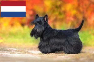 Mehr über den Artikel erfahren Scottish Terrier Züchter und Welpen in den Niederlanden