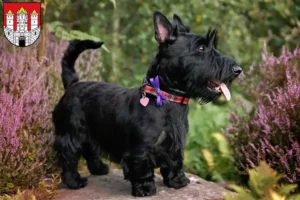 Mehr über den Artikel erfahren Scottish Terrier Züchter und Welpen in Salzburg