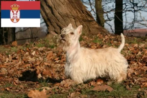 Mehr über den Artikel erfahren Scottish Terrier Züchter und Welpen in Serbien