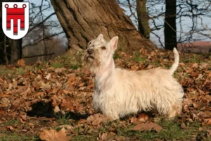 Mehr über den Artikel erfahren Scottish Terrier Züchter und Welpen in Vorarlberg