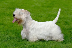 Mehr über den Artikel erfahren Sealyham Terrier Züchter