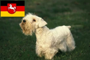 Mehr über den Artikel erfahren Sealyham Terrier Züchter und Welpen in Niedersachsen