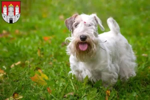 Mehr über den Artikel erfahren Sealyham Terrier Züchter und Welpen in Salzburg