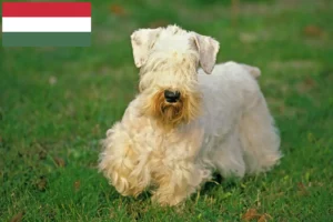 Mehr über den Artikel erfahren Sealyham Terrier Züchter und Welpen in Ungarn