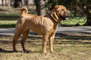 Mehr über den Artikel erfahren Shar Pei Züchter