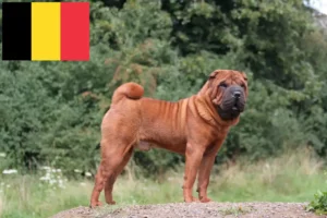 Mehr über den Artikel erfahren Shar Pei Züchter und Welpen in Belgien