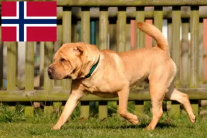 Mehr über den Artikel erfahren Shar Pei Züchter und Welpen in Norwegen