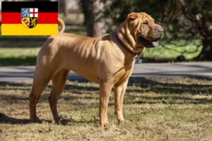 Mehr über den Artikel erfahren Shar Pei Züchter und Welpen im Saarland