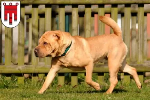 Mehr über den Artikel erfahren Shar Pei Züchter und Welpen in Vorarlberg