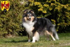 Mehr über den Artikel erfahren Sheltie Züchter und Welpen im Burgenland