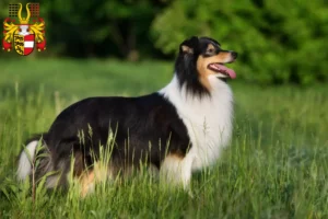 Mehr über den Artikel erfahren Sheltie Züchter und Welpen in Kärnten