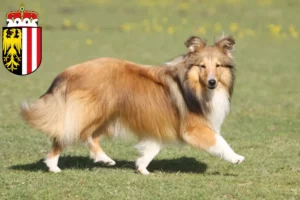 Mehr über den Artikel erfahren Sheltie Züchter und Welpen in Oberösterreich