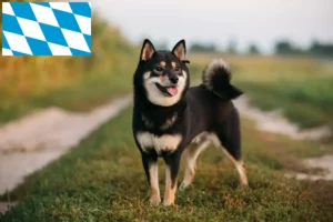 Mehr über den Artikel erfahren Shiba Züchter und Welpen in Bayern