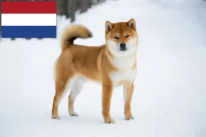 Mehr über den Artikel erfahren Shiba Züchter und Welpen in den Niederlanden