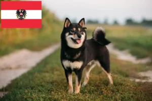 Mehr über den Artikel erfahren Shiba Züchter und Welpen in Österreich