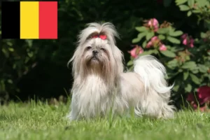 Mehr über den Artikel erfahren Shih Tzu Züchter und Welpen in Belgien