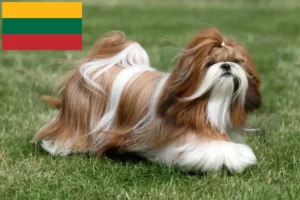 Mehr über den Artikel erfahren Shih Tzu Züchter und Welpen in Litauen