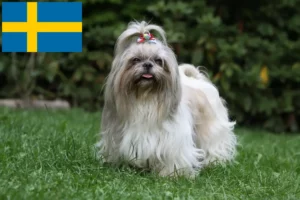 Mehr über den Artikel erfahren Shih Tzu Züchter und Welpen in Schweden