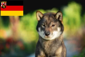 Mehr über den Artikel erfahren Shikoku Züchter und Welpen in Rheinland-Pfalz