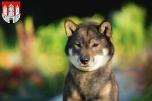 Mehr über den Artikel erfahren Shikoku Züchter und Welpen in Salzburg