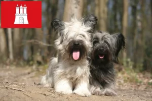 Mehr über den Artikel erfahren Skye Terrier Züchter und Welpen in Hamburg