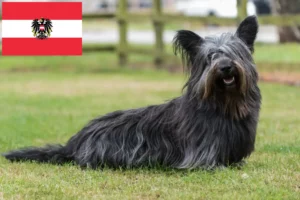 Mehr über den Artikel erfahren Skye Terrier Züchter und Welpen in Österreich