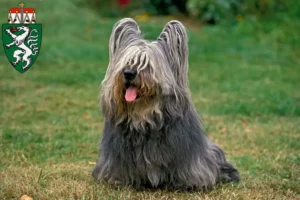 Mehr über den Artikel erfahren Skye Terrier Züchter und Welpen in der Steiermark