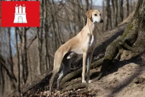 Mehr über den Artikel erfahren Sloughi Züchter und Welpen in Hamburg