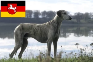 Mehr über den Artikel erfahren Sloughi Züchter und Welpen in Niedersachsen