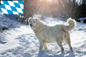 Mehr über den Artikel erfahren Slovensky Cuvac Züchter und Welpen in Bayern