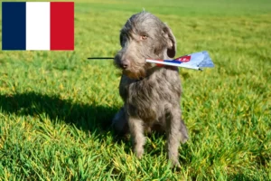 Mehr über den Artikel erfahren Slowakischer Rauhbart Züchter und Welpen in Frankreich